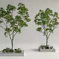 Modern Tree Pool Courtyard Landscape Trees Arbor Street Trees 3d model