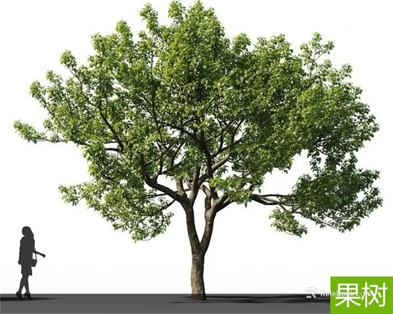 Lush Green Fruit Tree With Dense Foliage And Person Walking Nearby Outdoor Scene 3d model 