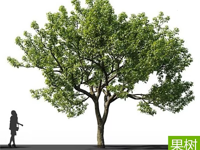 Lush Green Fruit Tree With Dense Foliage And Person Walking Nearby Outdoor Scene 3d model