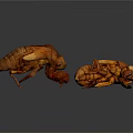Two Brown Cicada Exuvia Display Detailed Insect Exoskeleton Characteristics In Natural View