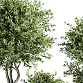 Three Different Sizes Bonsai Plants With Green Leaves In Black Pots