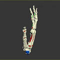 Human Hand Bone Anatomical Model With Red And Green Anatomical Markers