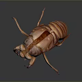 Cicada shelling cicada shelling cicada shell cicada shell cicada shell article 3d model