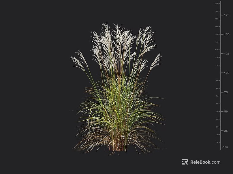 Tall Ornamental Grass With Feathery White Plumes Green Foliage And Height Scale 3d model 