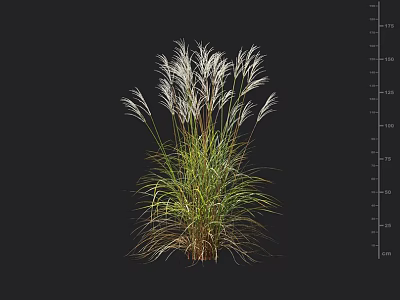 Tall Ornamental Grass With Feathery White Plumes Green Foliage And Height Scale 3d model