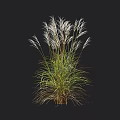 Tall Ornamental Grass With Feathery White Plumes Green Foliage And Height Scale