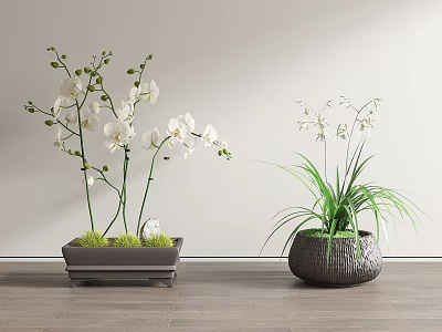 Bonsai Potted Plants Featuring White Orchid Slender Leaves In Square Gray And Round Woven Pots 3d model