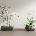 Bonsai Potted Plants Featuring White Orchid Slender Leaves In Square Gray And Round Woven Pots