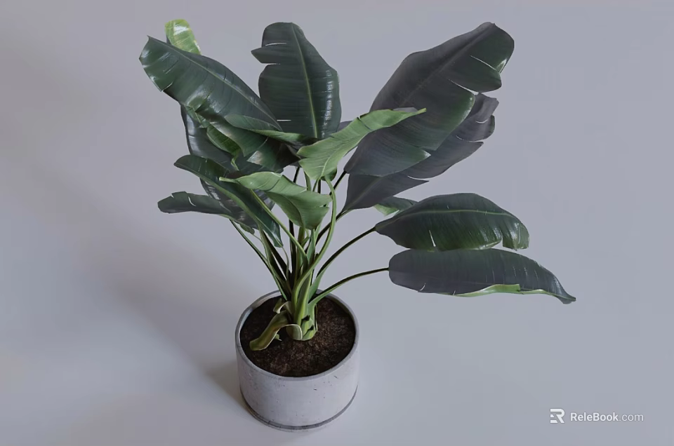 Lush Indoor Potted Plant With Large Green Leaves In Gray Concrete Pot 3d model 