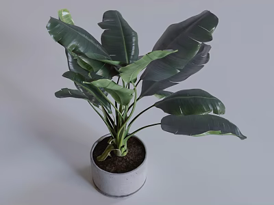 Lush Indoor Potted Plant With Large Green Leaves In Gray Concrete Pot 3d model