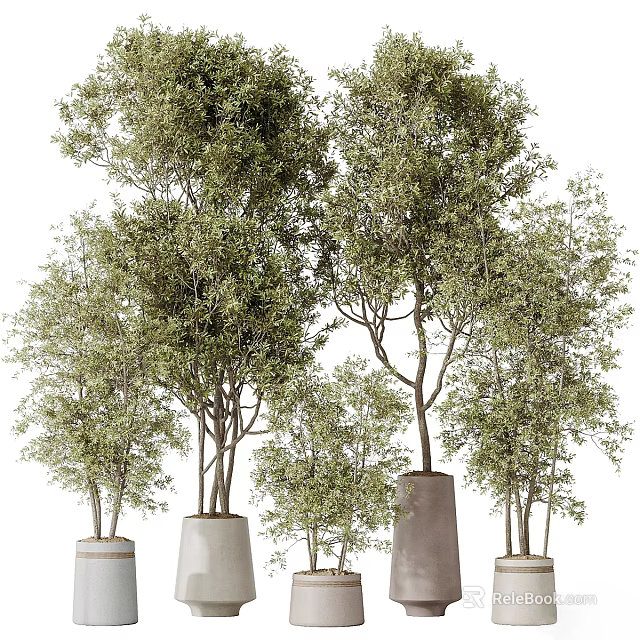 Multiple Modern Green Leaf Trees in Cylindrical Planters of Different Heights 3d model 