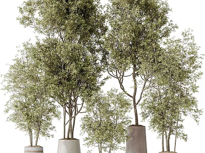 Multiple Modern Green Leaf Trees in Cylindrical Planters of Different Heights 3d model