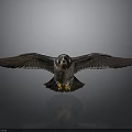 Majestic Falcon With Spread Wings Sharp Eyes Talons And Reflection On Dark Background