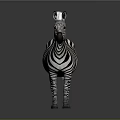 Standing Zebra With Black And White Stripes On Gray Background 3d model