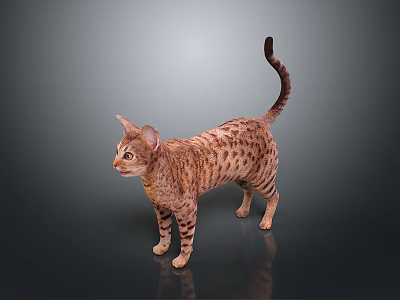 Spotted Brown Black Cat Standing With Tail Up On Gray Background Floor Reflection 3d model