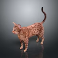 Spotted Brown Black Cat Standing With Tail Up On Gray Background Floor Reflection 3d model
