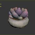 Elegant Pink Purple Succulent Plant With Plump Leaves In White Stone Pot