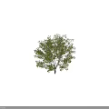 Lush Arbor With Green Leaves And Silhouette Figure Showing Natural Size