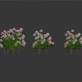 Three Decorative Shrubs With Pink Flowers And Green Leaves On White Background
