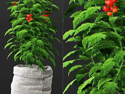 Tomato Potted Plant With Green Leaves And Red Fruits In Burlap Pot 3d model