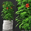 Tomato Potted Plant With Green Leaves And Red Fruits In Burlap Pot