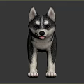 Adorable Husky Puppy With Gray And White Fur Standing On Black Background With Reflection