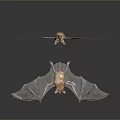 Two Light Brown Flying Bats With Transparent Wings On Dark Background 3d model