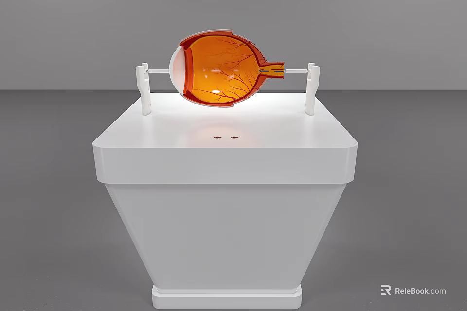 Eyeball Anatomical Model Displayed On White Stand With Educational Details 3d model