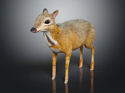 Muntjac Deer with Brown Gray Coat White Underbelly and Slender Legs Standing on Dark Background 3d model