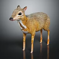 Muntjac Deer with Brown Gray Coat White Underbelly and Slender Legs Standing on Dark Background