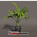 Indoor Tropical Potted Plant With Lush Green Leaves And Dark Textured Decorative Pot