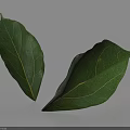 Fresh Green Leaves With Visible Veins On Clean White Background