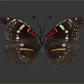 Dark Winged Butterfly With White Spots Red And Orange Stripes On Gray Background