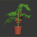 Healthy Potted Tomato Plant with Green Leaves and Red Fruits in Clay Pot