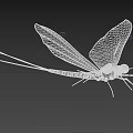 Green Mayfly With Long Antennae Large Transparent Wings And Reflection On Smooth Surface