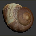 conch bone snail snail field snail shellfish marine animal fish freshwater fish marine fish animal 3d model