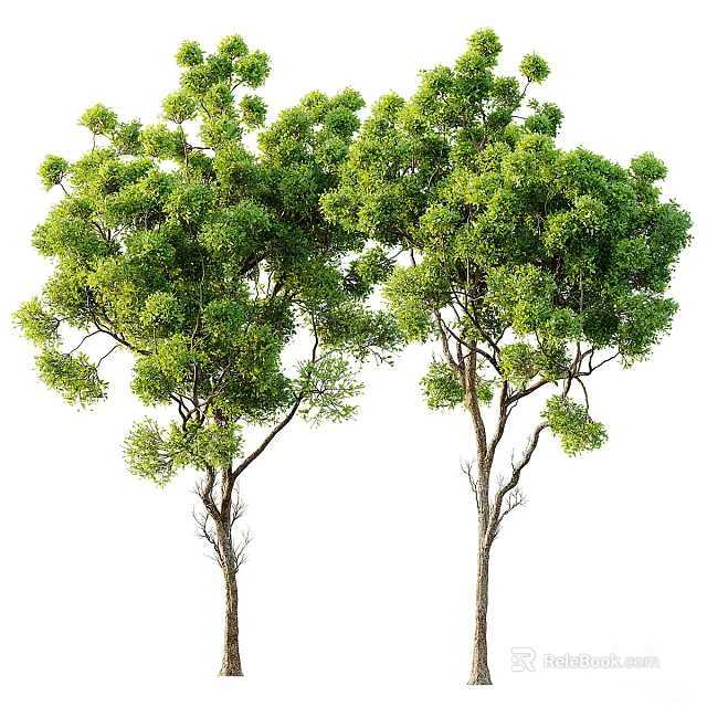 Two Lush Green Arbor Trees With Brown Trunks In Natural Outdoor Scenery 3d model 