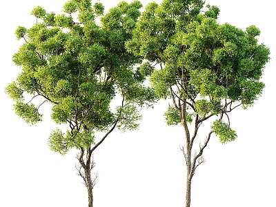 Tree Landscape Tree Green Plant Tree Garden Landscape Tree 3d model