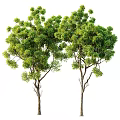 Tree Landscape Tree Green Plant Tree Garden Landscape Tree 3d model