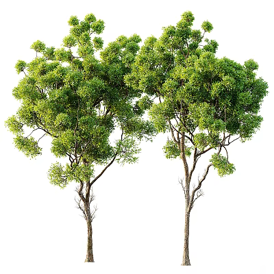 Two Lush Green Arbor Trees With Brown Trunks In Natural Outdoor Scenery 3d model