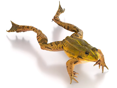 Green And Brown Reptile With Stretched Body On White Background Skin Pattern 3d model