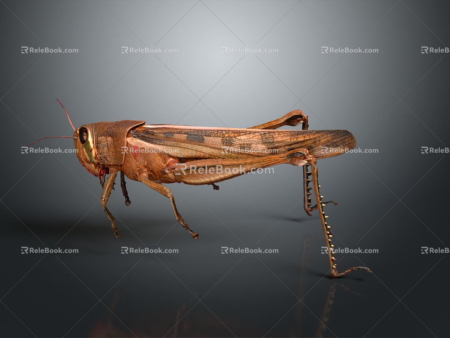 Grasshopper Insect Cartoon Locust Animation Locust Animation Locust Animation Character Life Supplies 3d model