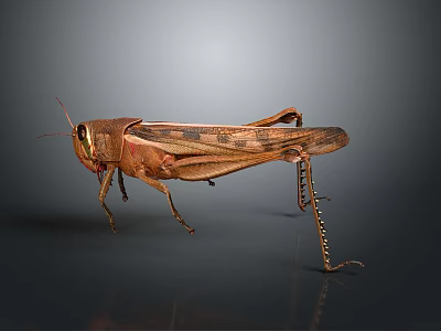 High Quality Grasshopper Figurine Decoration With Natural Color And Detailed Texture 3d model