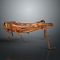 Grasshopper Insect Cartoon Locust Animation Locust Animation Locust Animation Character Life Supplies 3d model