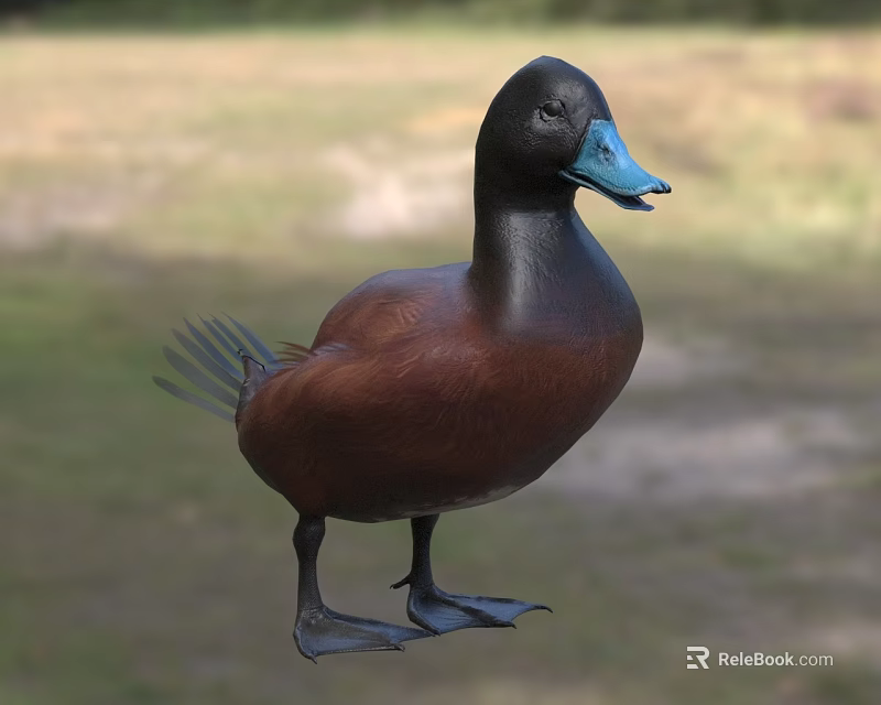 Aquatic Animal Duck With Black Head Blue Bill And Brown Body Standing On Grassland 3d model 