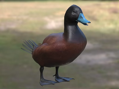 Aquatic Animal Duck With Black Head Blue Bill And Brown Body Standing On Grassland 3d model