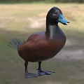 Aquatic Animal Duck With Black Head Blue Bill And Brown Body Standing On Grassland