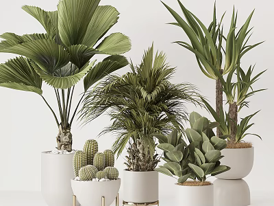 Indoor Potted Palm Cactus And Succulent Plants In White Decorative Pots 3d model