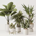 Indoor Potted Palm Cactus And Succulent Plants In White Decorative Pots