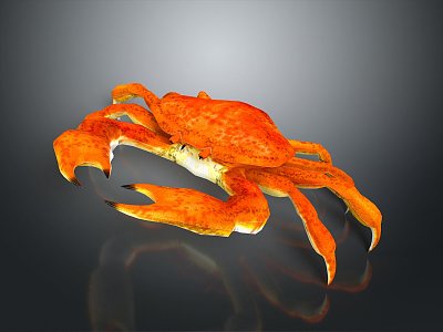 crab sea crab river crab hairy crab bread crab hermit crab big crab small crab marine animal fish model